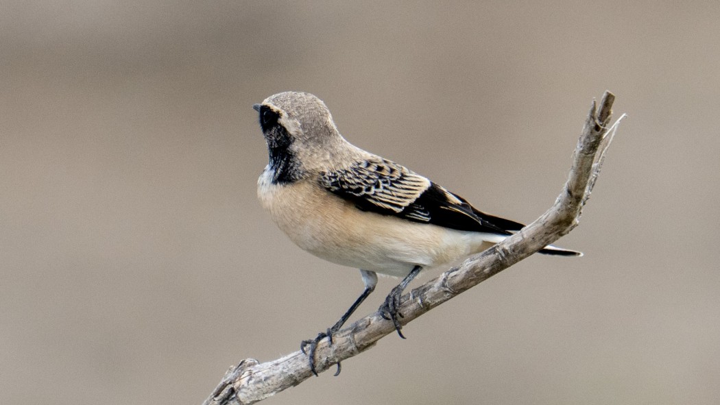 Pied Wheatear