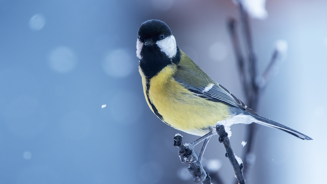 Great Tit