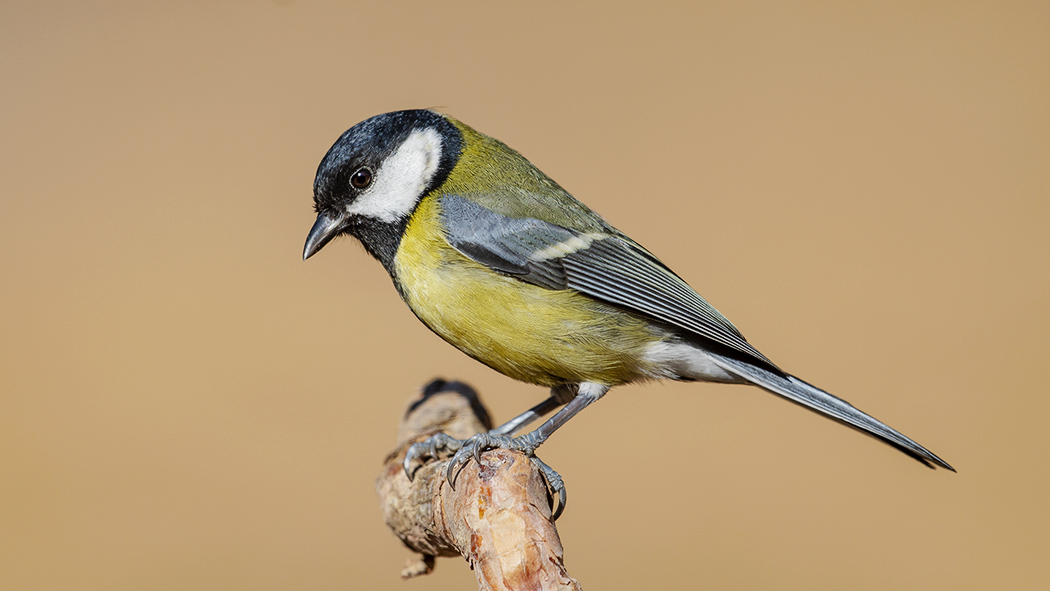 Great Tit