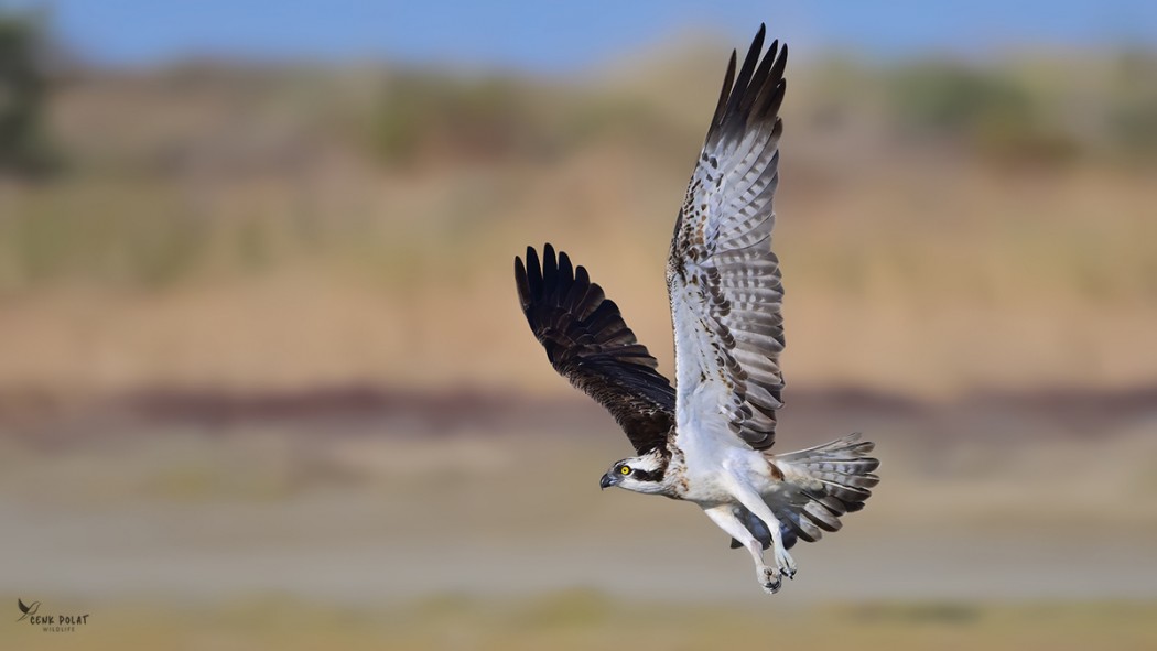 Osprey