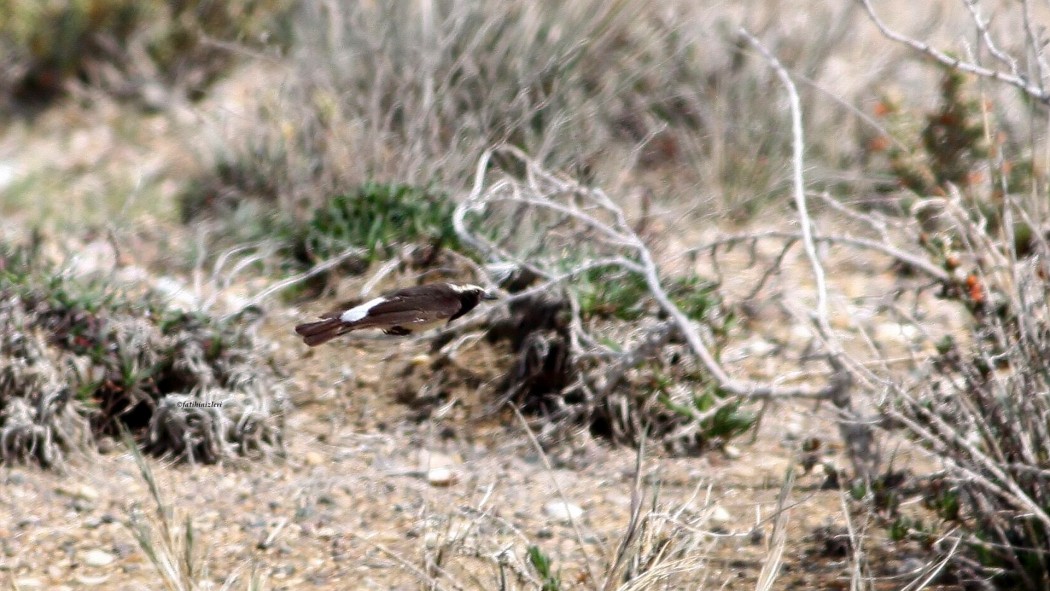 Pied Wheatear
