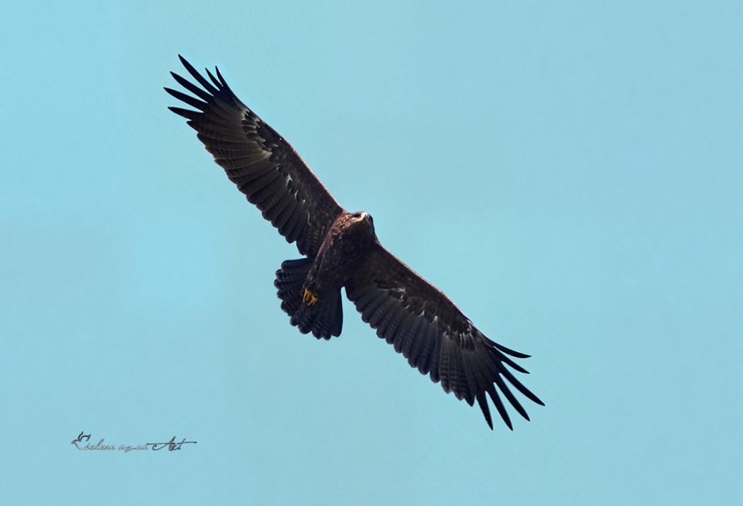 Lesser Spotted Eagle