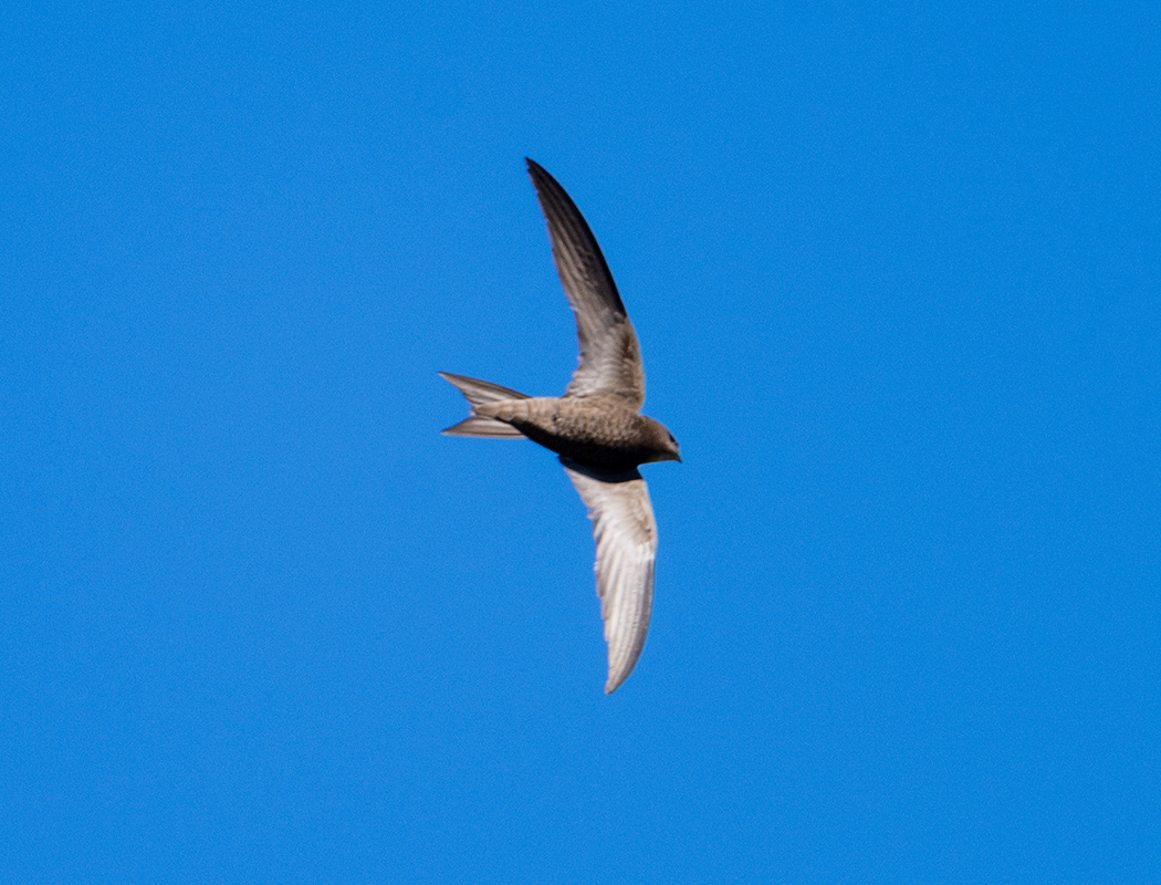 Common Swift