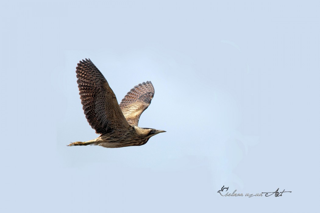 Eurasian Bittern