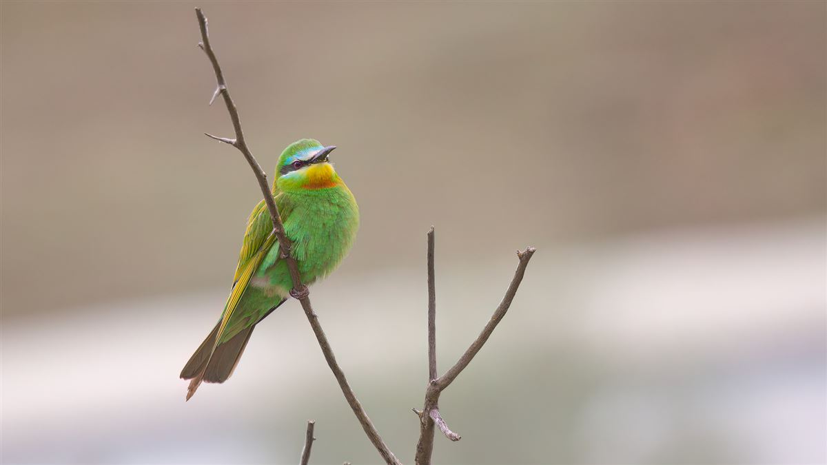 Blue-cheeked Bee-eater