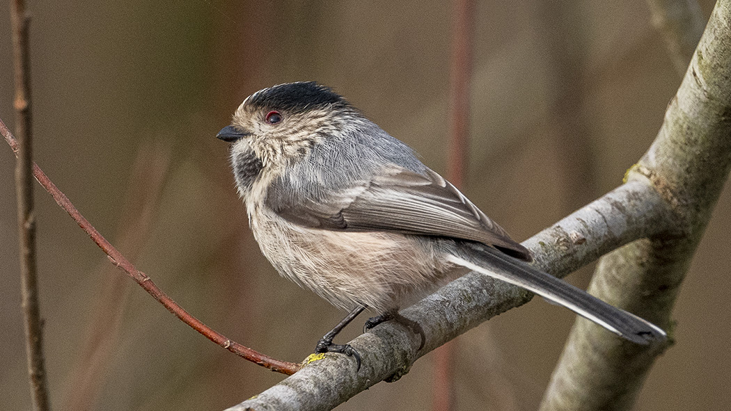 Long-tailed Tit