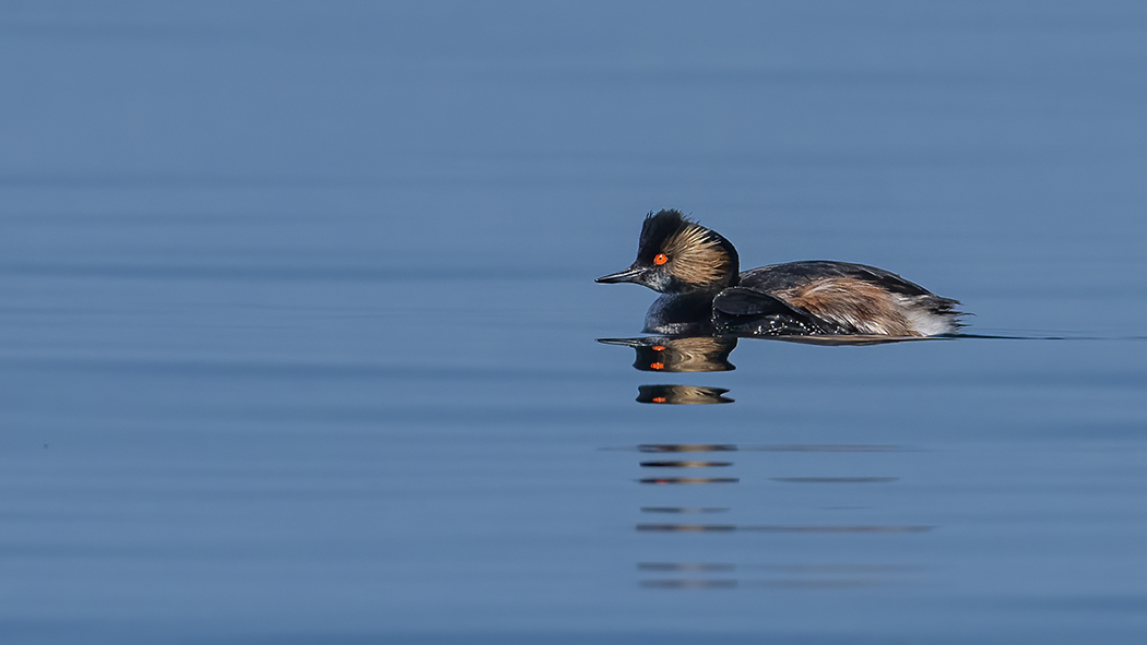 Black-necked Grebe