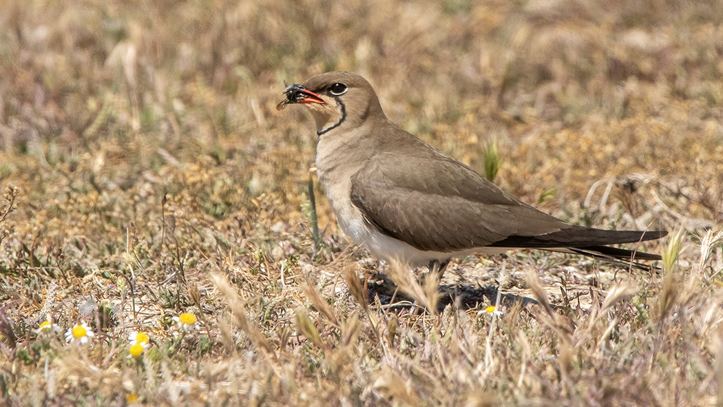 Collared Pratincole