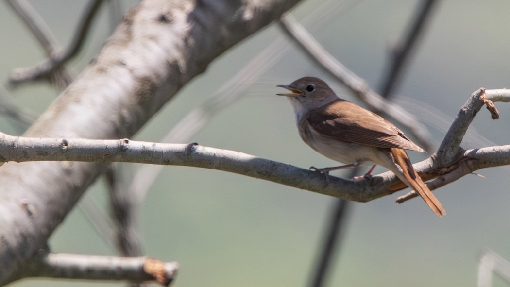 Common Nightingale