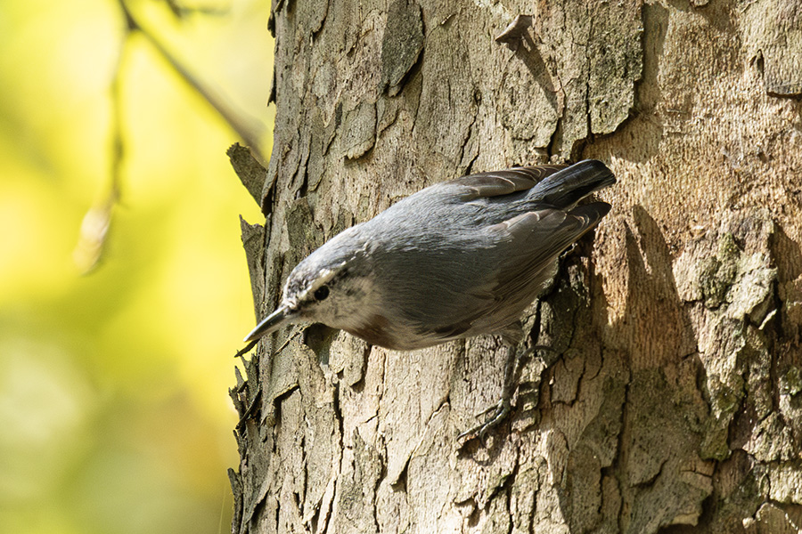 Krüper`s Nuthatch