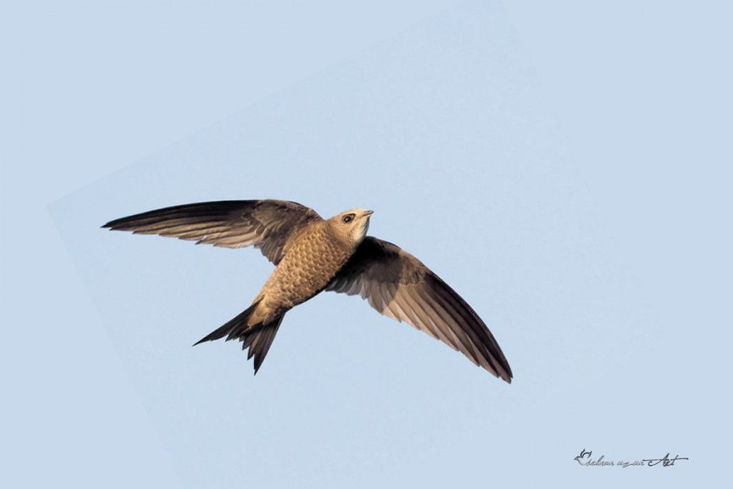 Pallid Swift