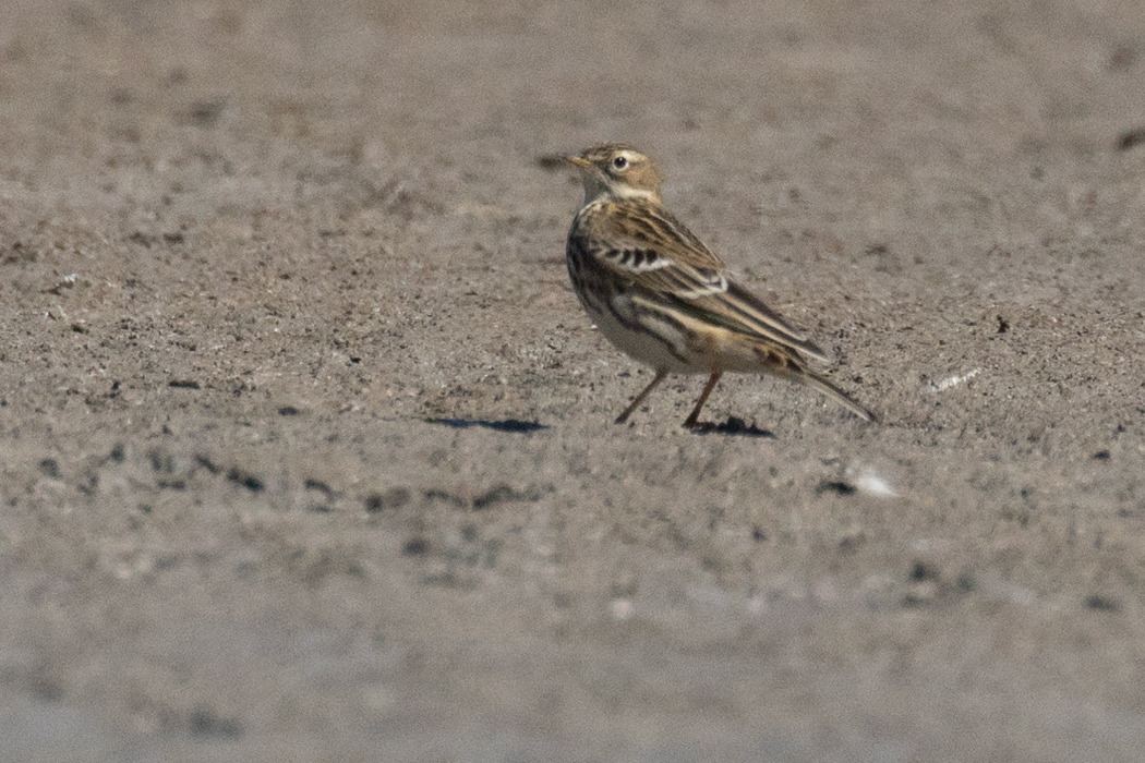 Red-throated Pipit