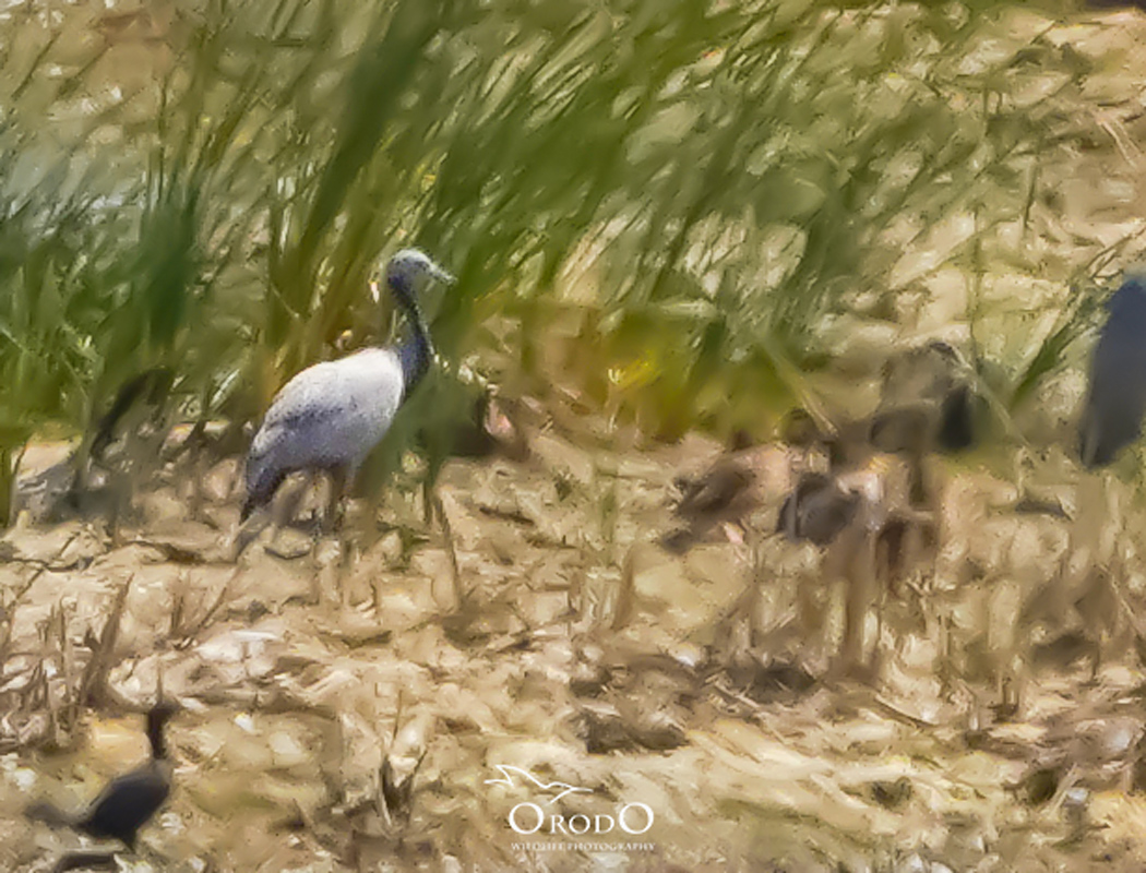 Demoiselle Crane