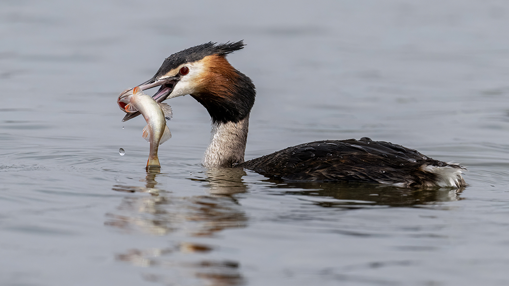 Great Crested Grebe