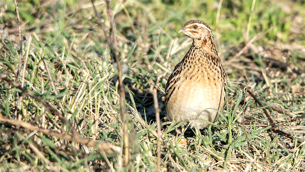 Common Quail