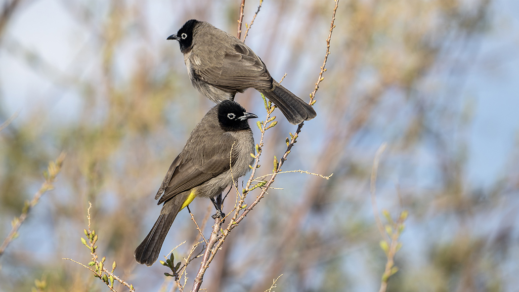 White-spectacled Bulbul