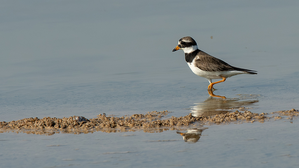 Common Ringed Plover