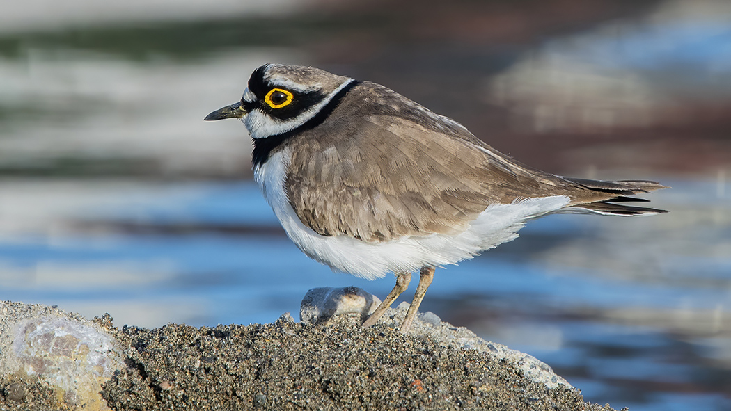 Little Ringed Plover