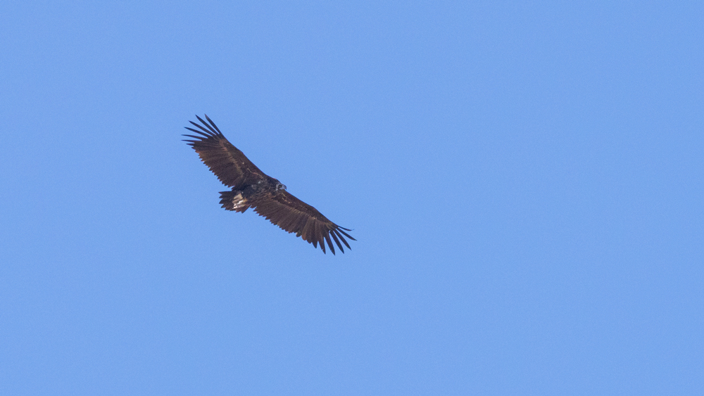 Cinereous Vulture