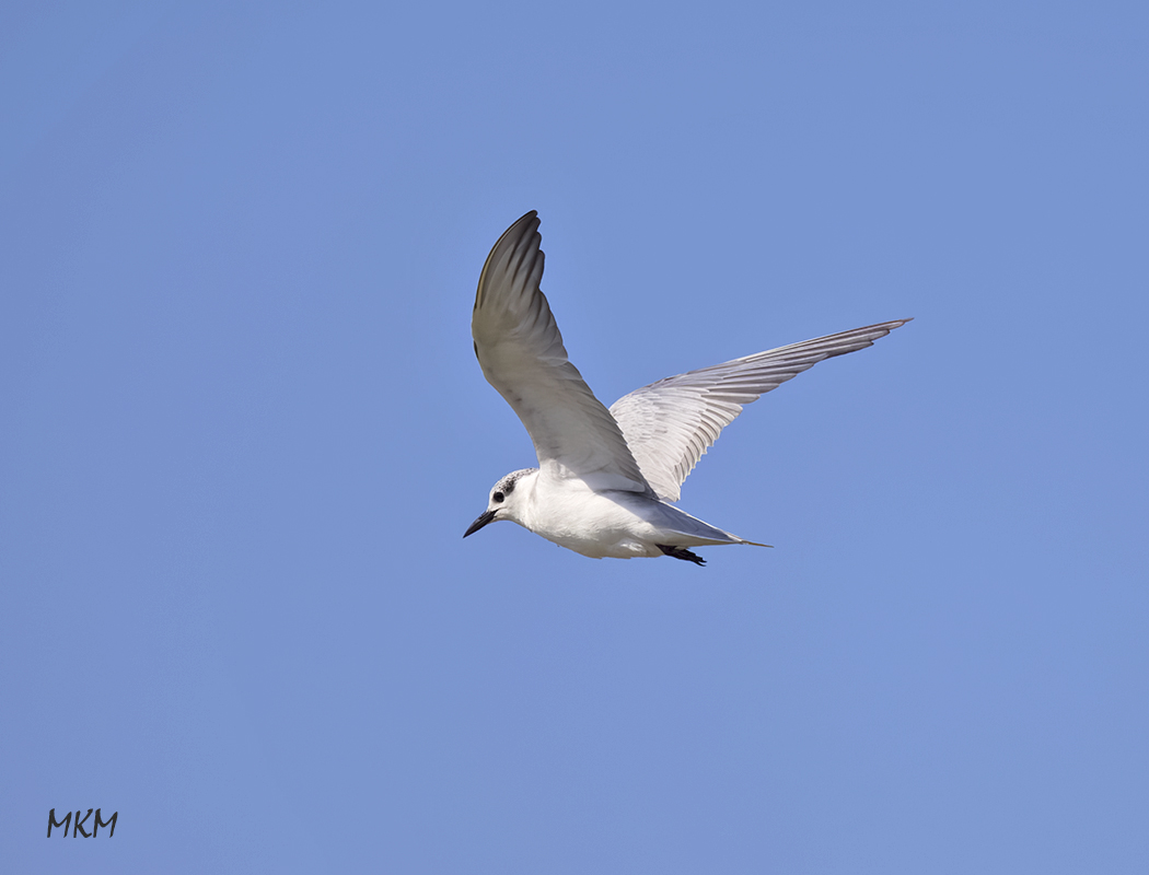 Gull-billed Tern