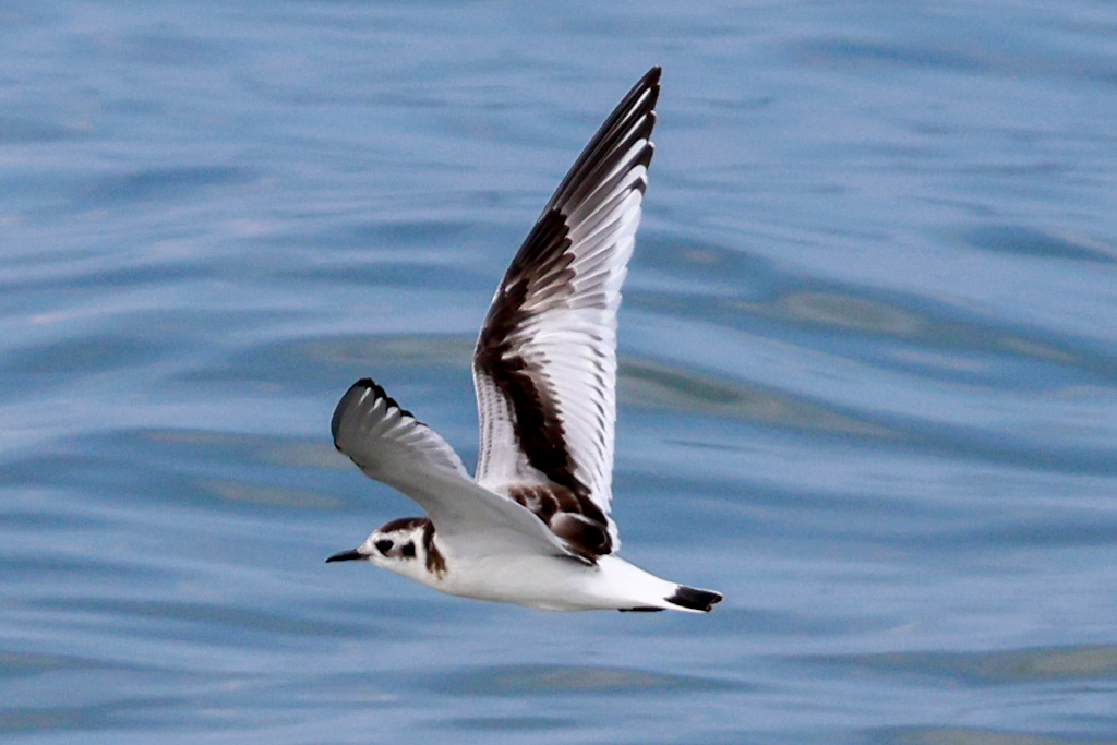 Little Gull