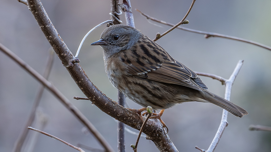 Dunnock