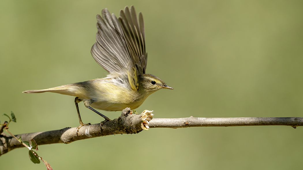 Willow Warbler