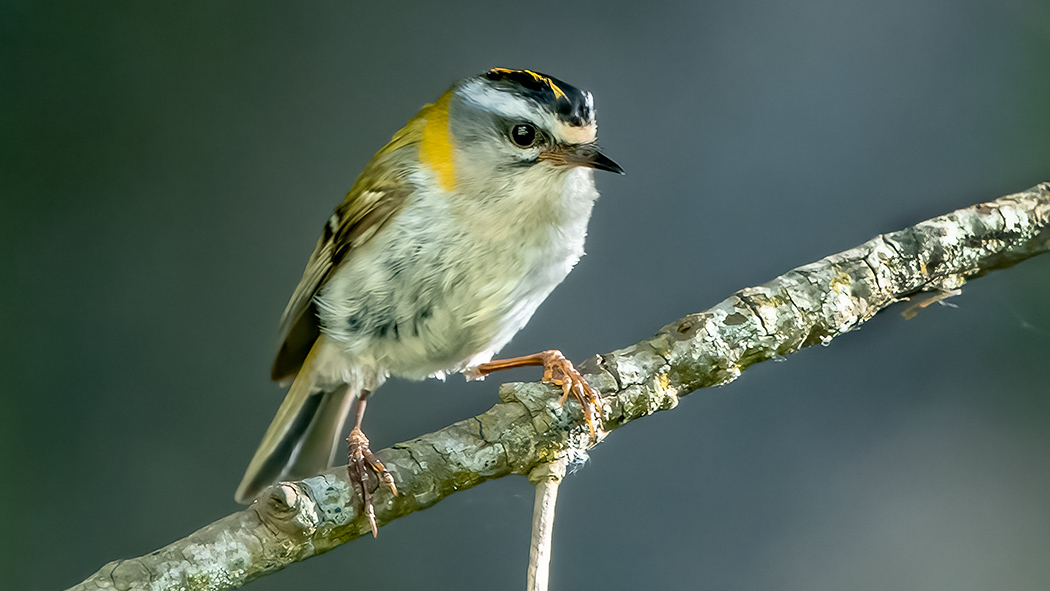 Common Firecrest
