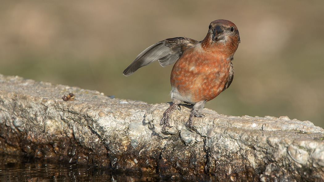Red Crossbill