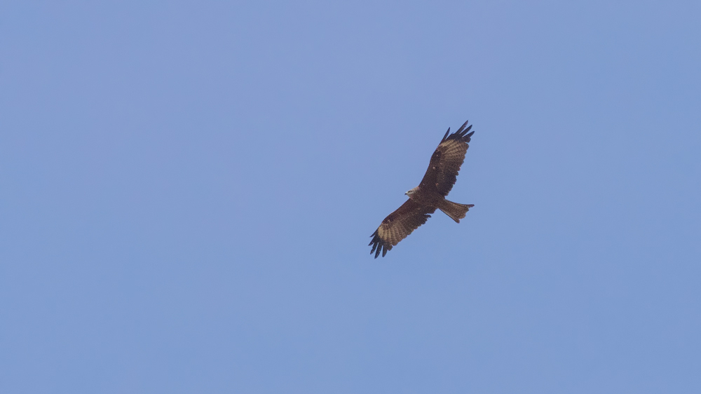Black Kite