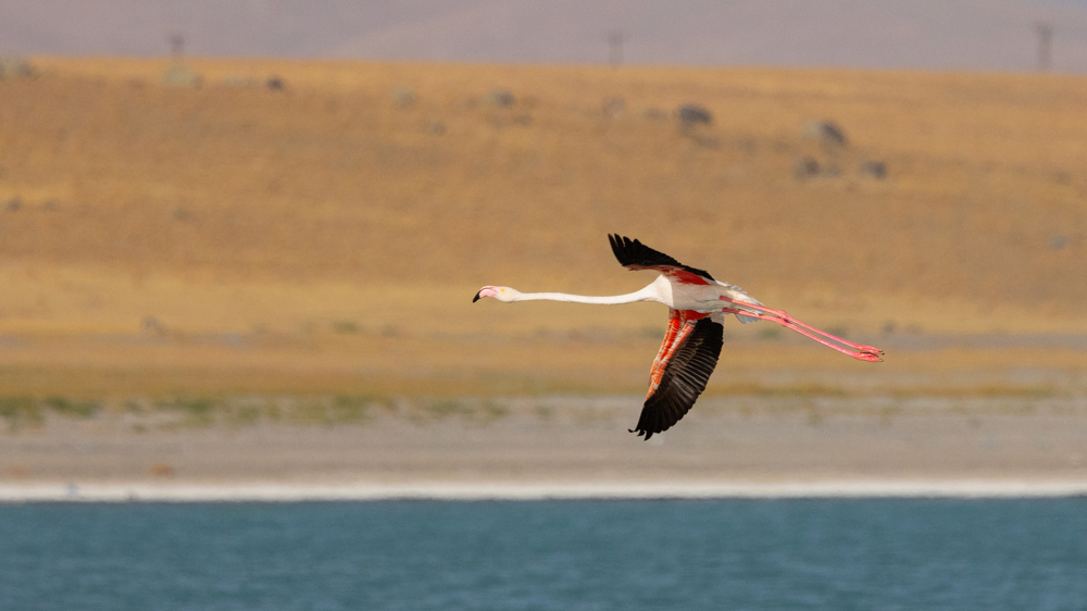 Greater Flamingo
