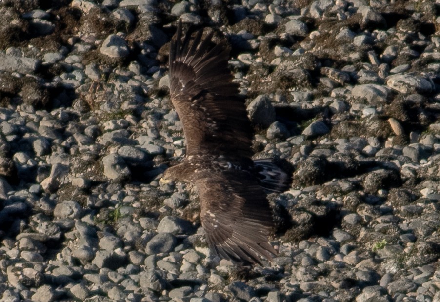 White-tailed Eagle