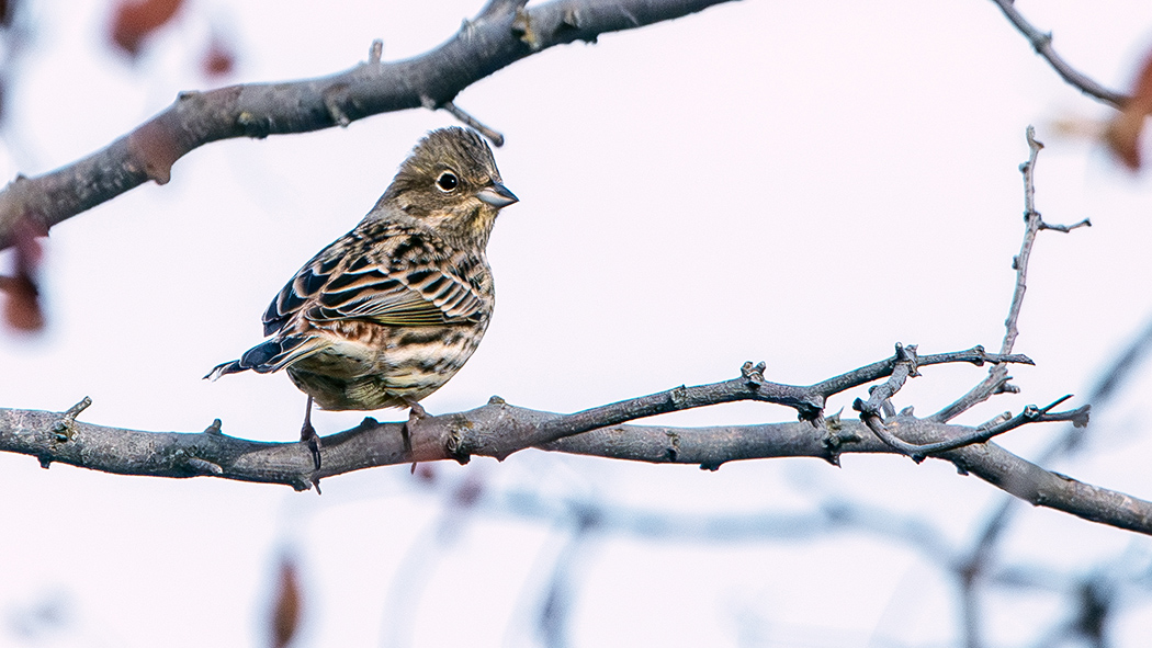 Yellowhammer