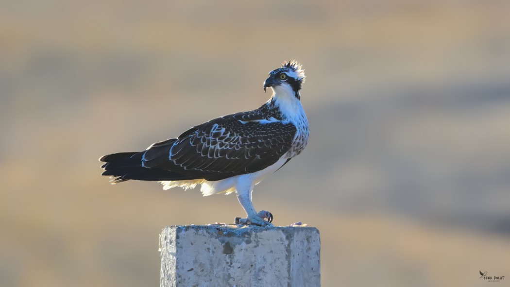 Osprey