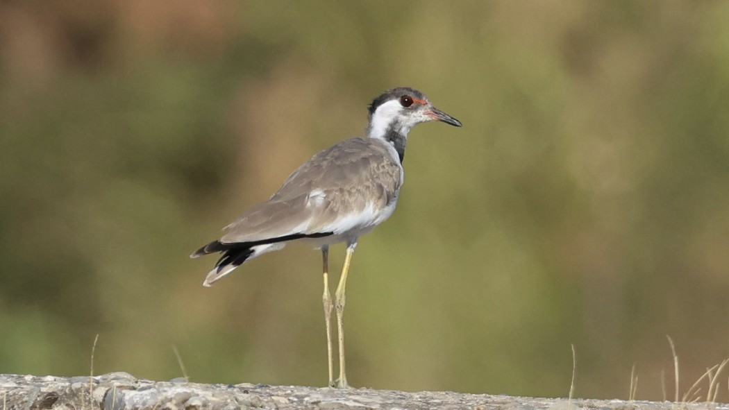 Red-wattled Lapwing