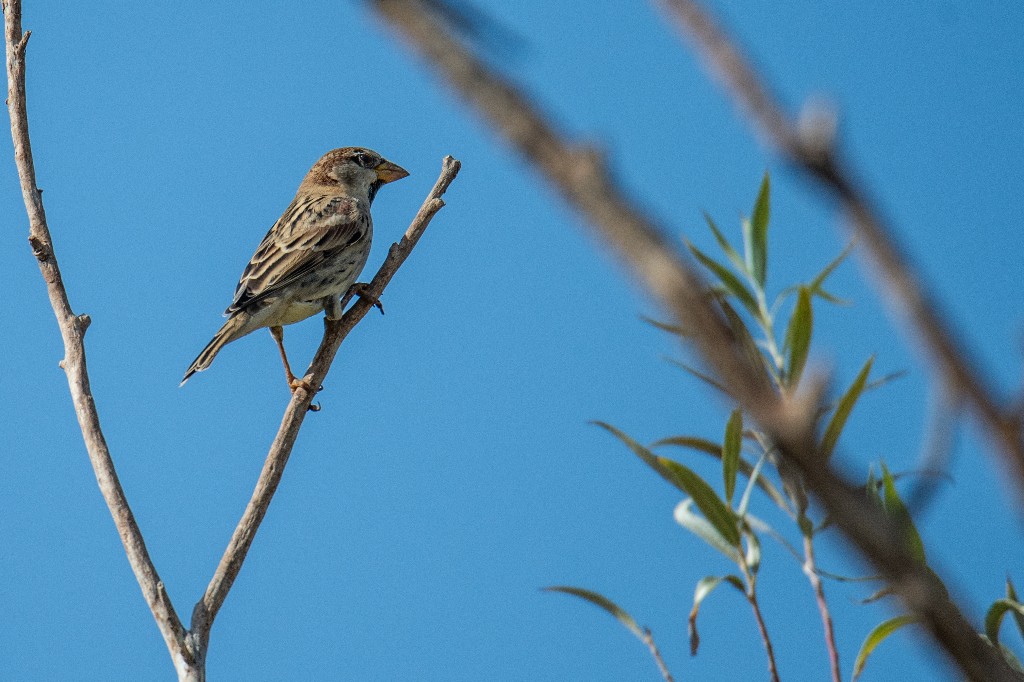 Spanish Sparrow