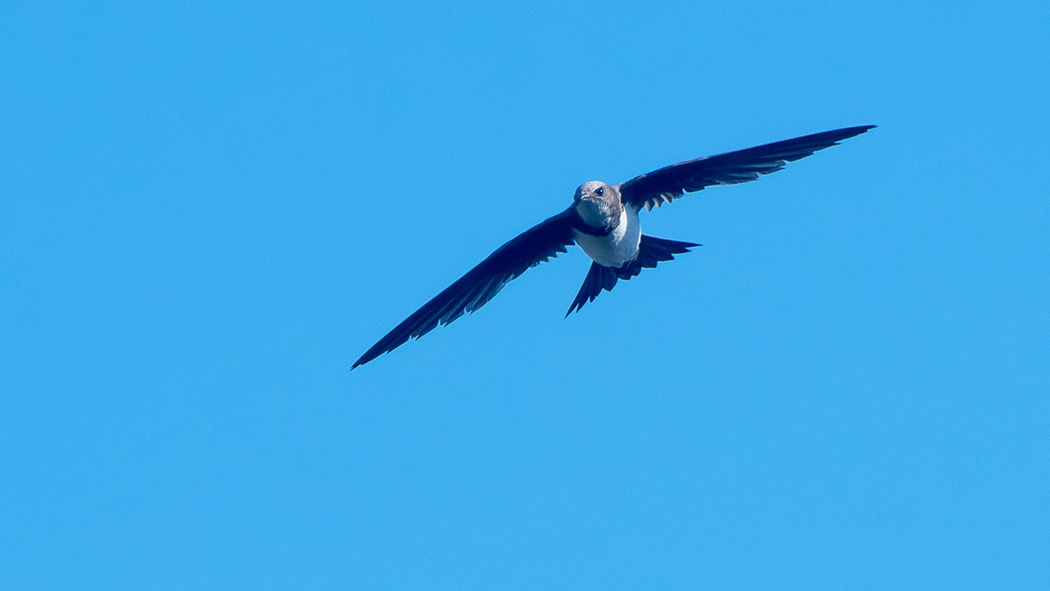 Alpine Swift