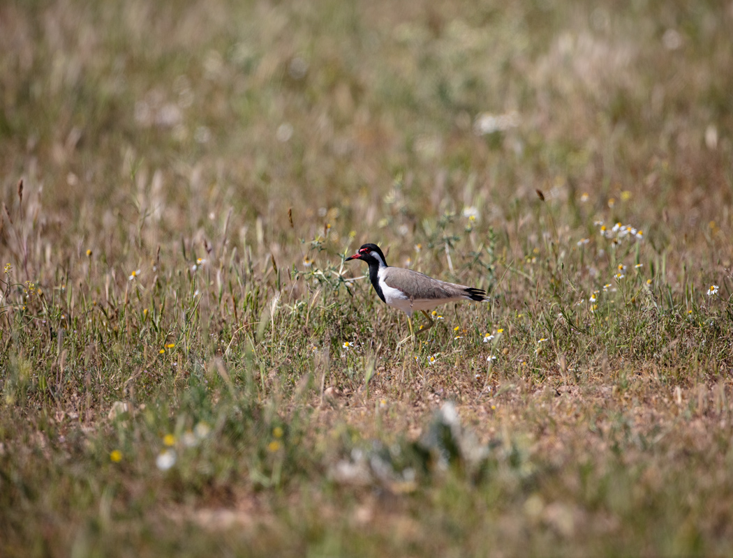 Red-wattled Lapwing