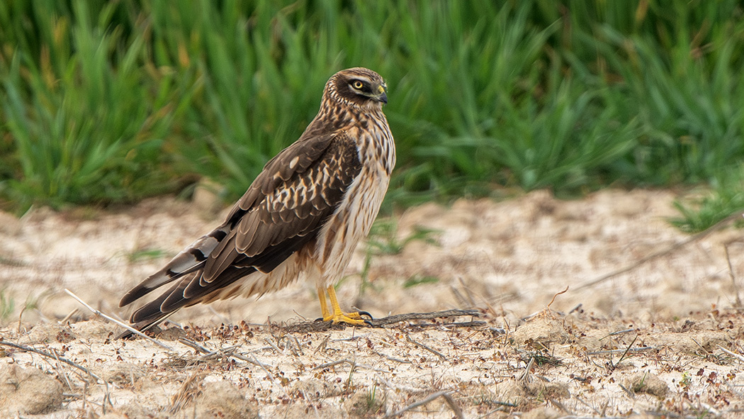 Hen Harrier