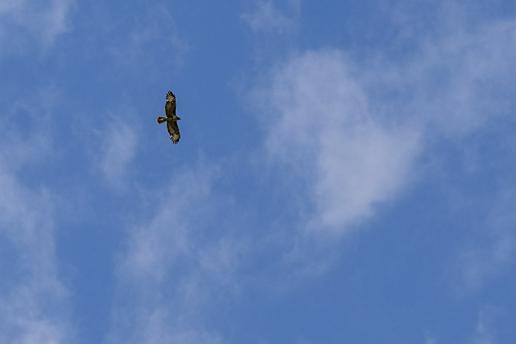 Common Buzzard