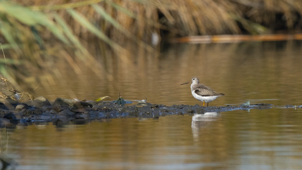 Terek Sandpiper