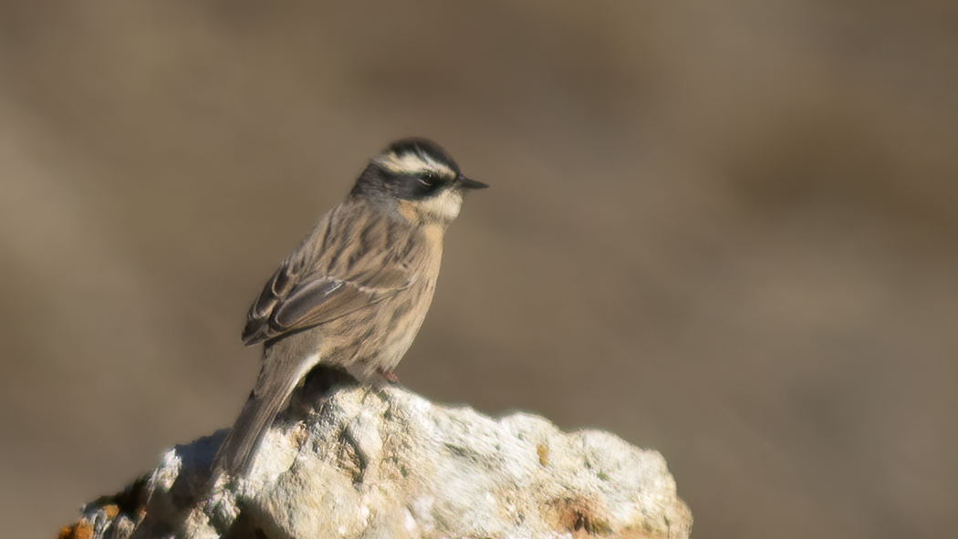 Radde`s Accentor