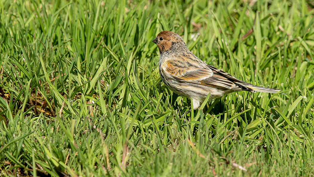 Red-fronted Serin