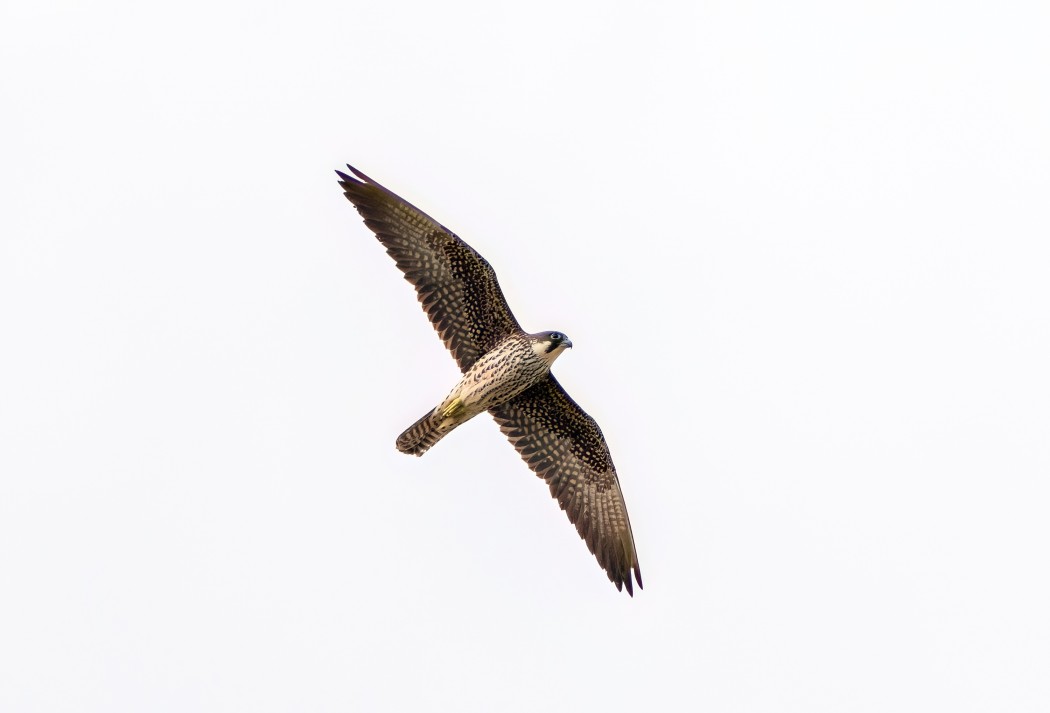 Eleonora`s Falcon