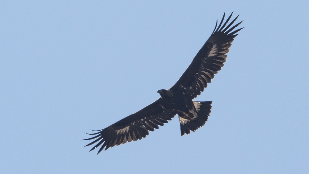 Golden Eagle