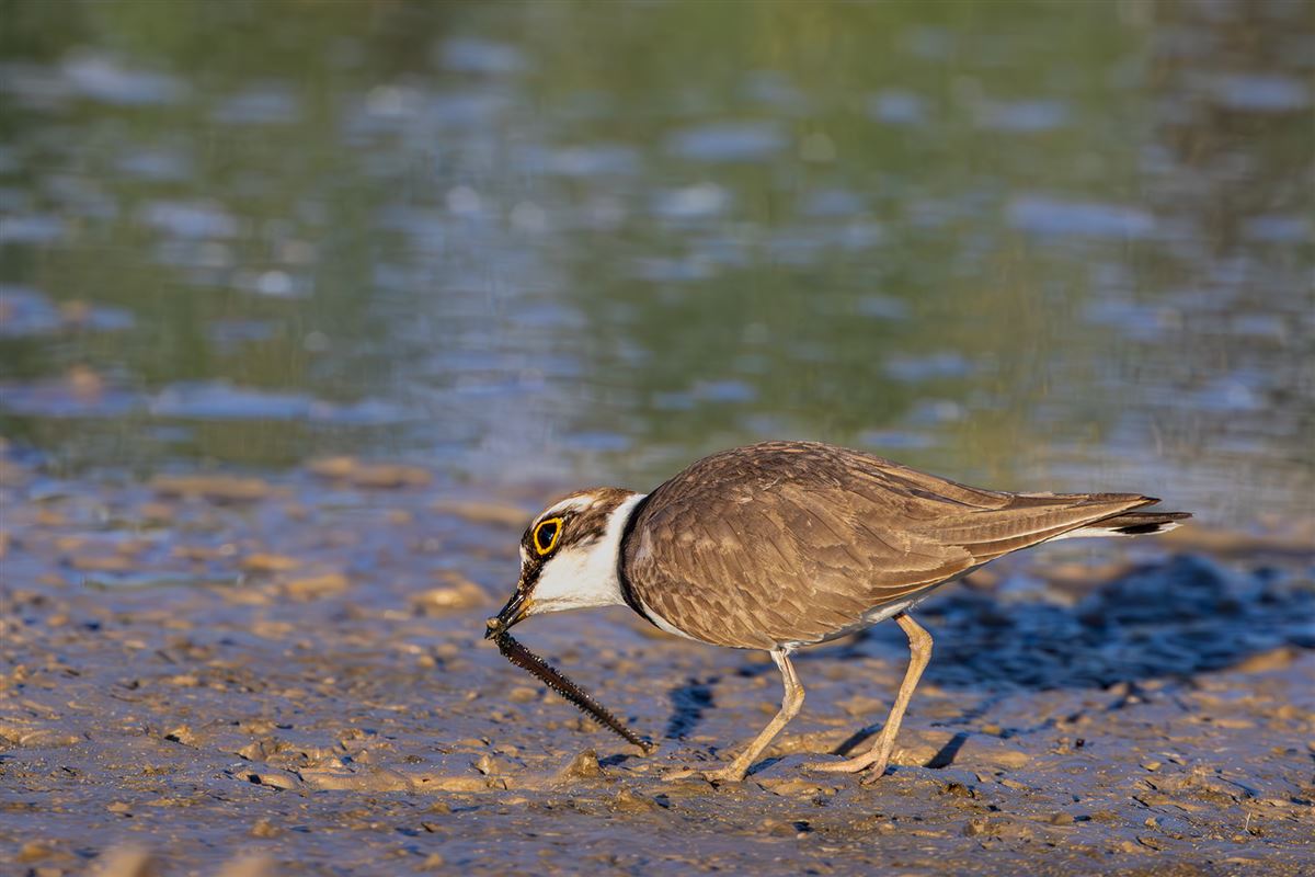 Little Ringed Plover