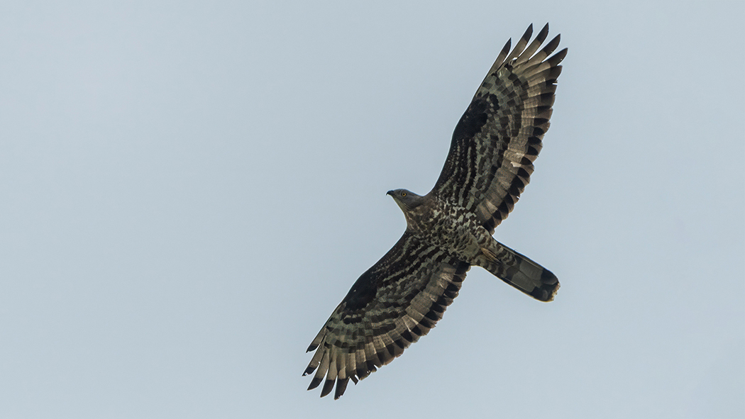 European Honey Buzzard