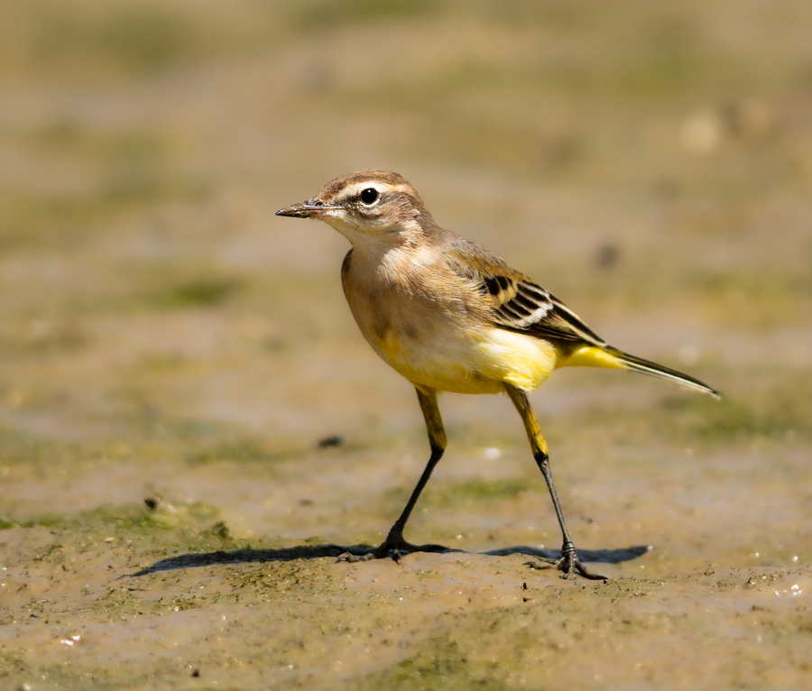 Western Yellow Wagtail