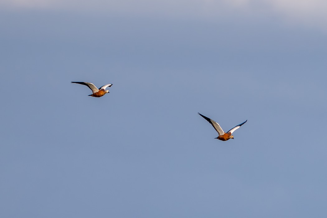 Ruddy Shelduck