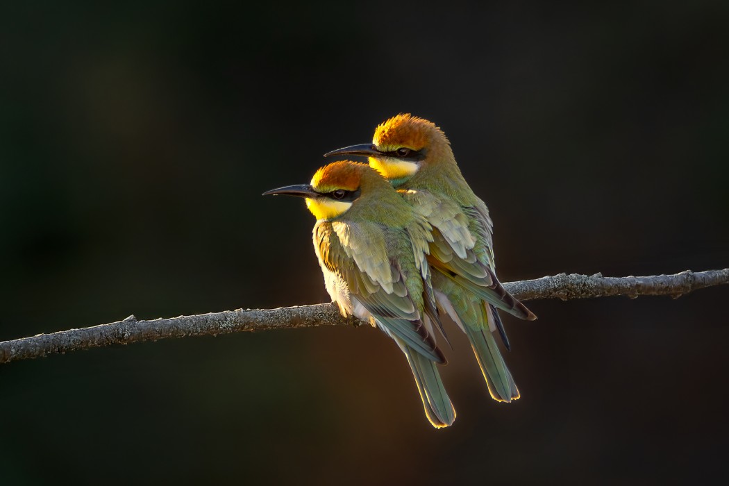 European Bee-eater